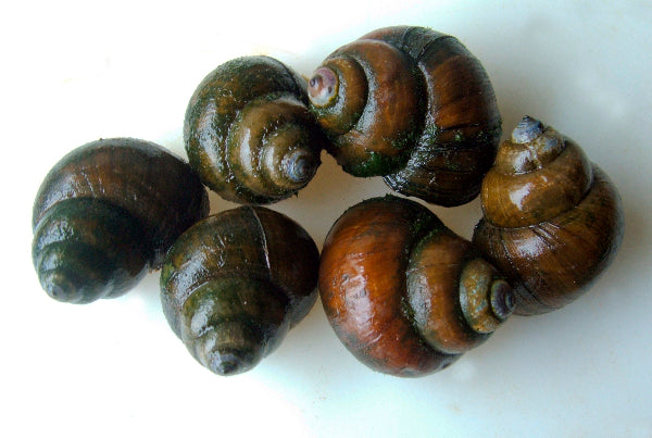 Snails Trapdoor