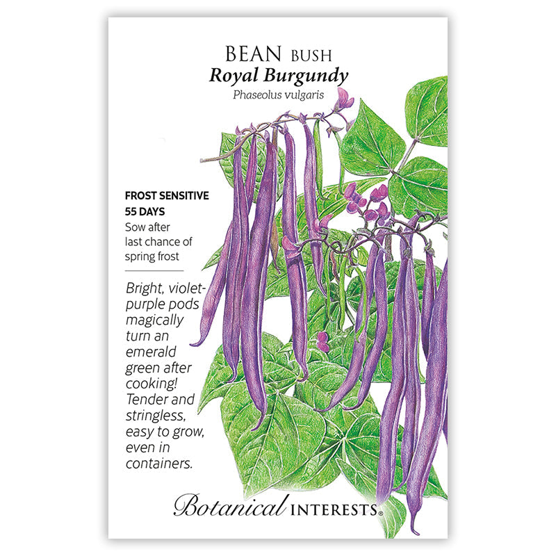 BI Seed, Bean Bush Royal Burgundy