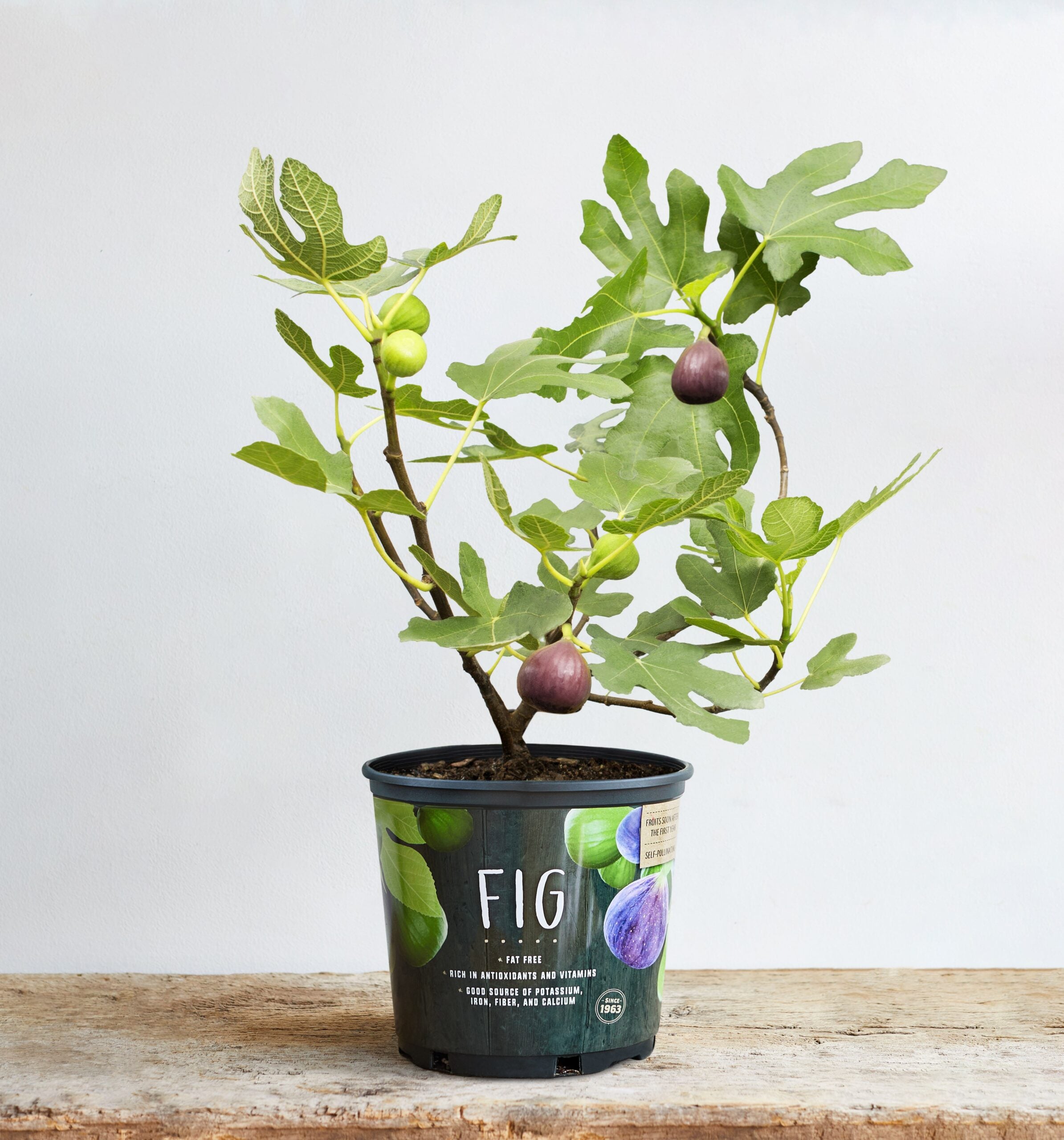 Fig Self-Pollinating Assorted 1 Gal
