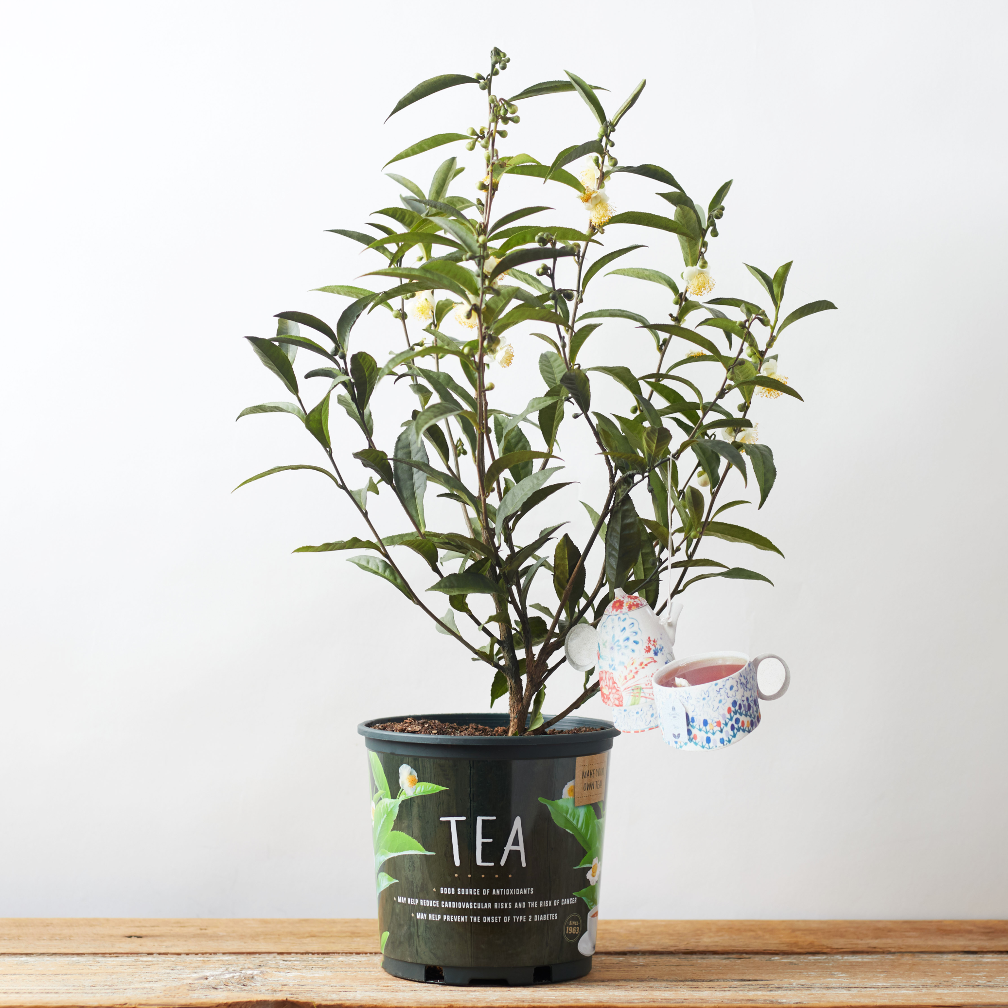 Camellia sinensis Tea 1 Gallon