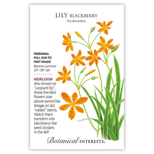 BI Seed, Lily Blackberry Orange
