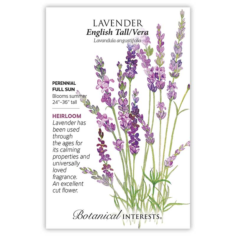 BI Seed, Lavender English Tall