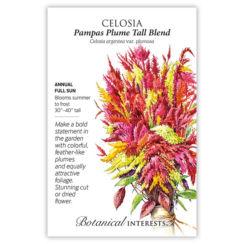BI Seed, Celosia Pampas Plume Blend