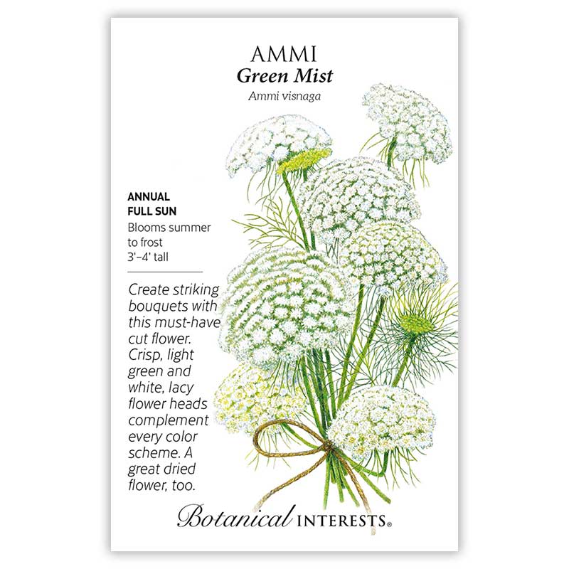 BI Seed, Ammi Green Mist