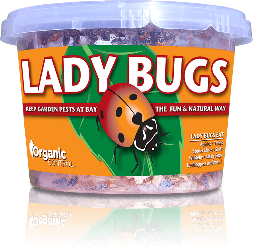 Live Ladybugs 500ct