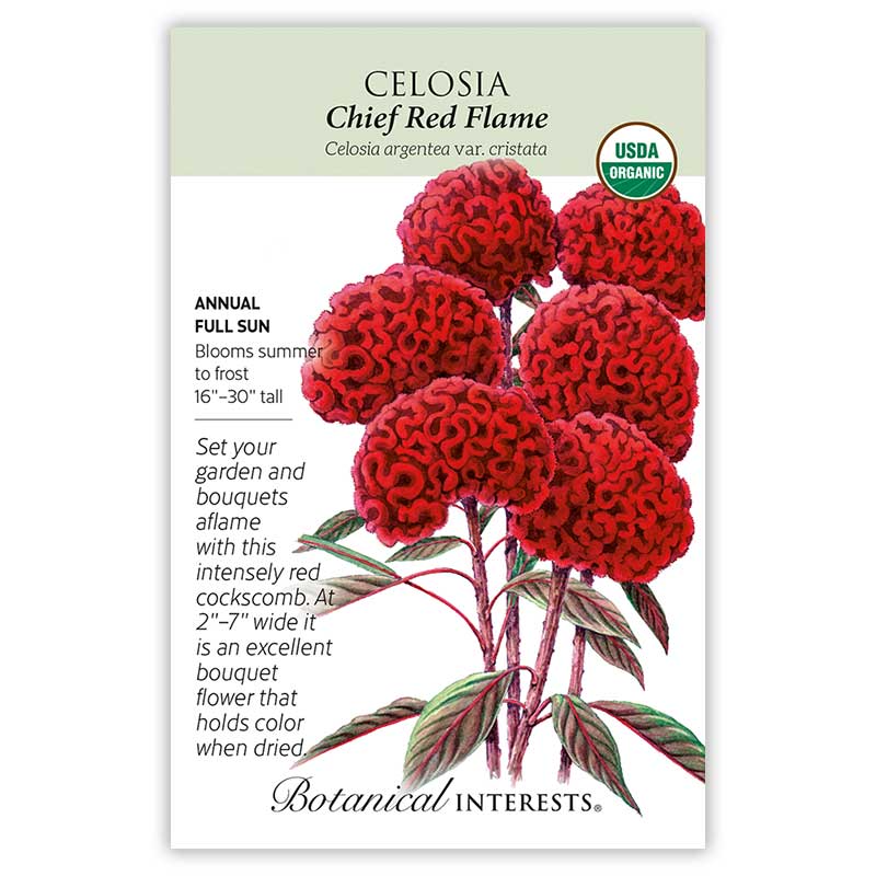 BI Seed, Celosia Chief Red Flame Organic
