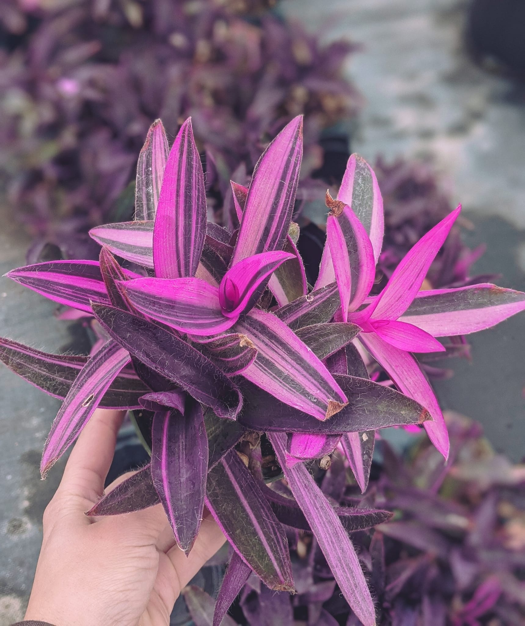 variegated purple queen or purple heart