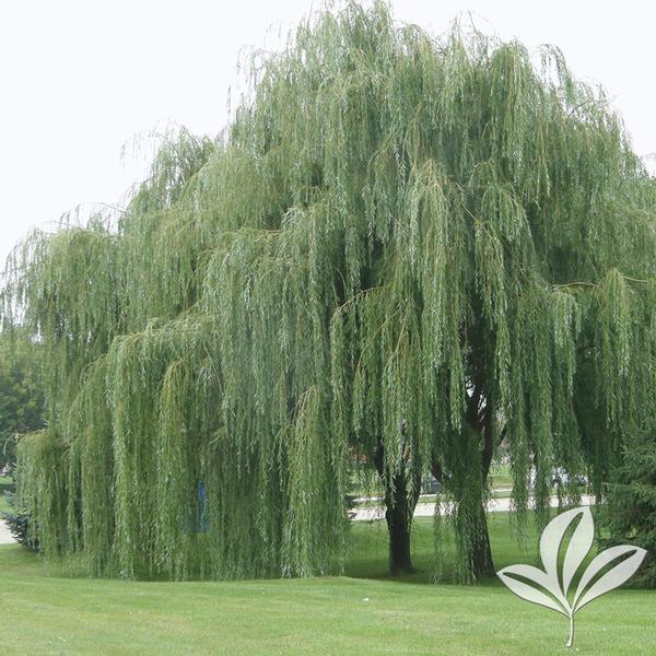 Salix b Weeping Willow
