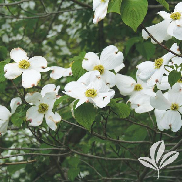 Cornus florida White Flowering 7 Gallon