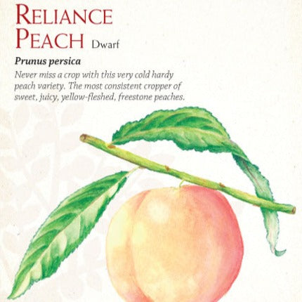 Peach Reliance Dwarf 7