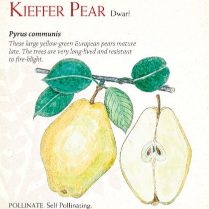 Pear Kieffer 1
