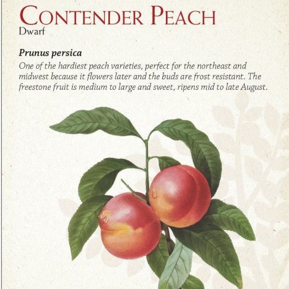 Peach Contender 7