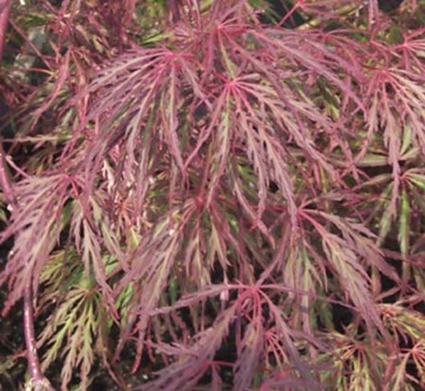 Acer palmatum Crimson Queen
