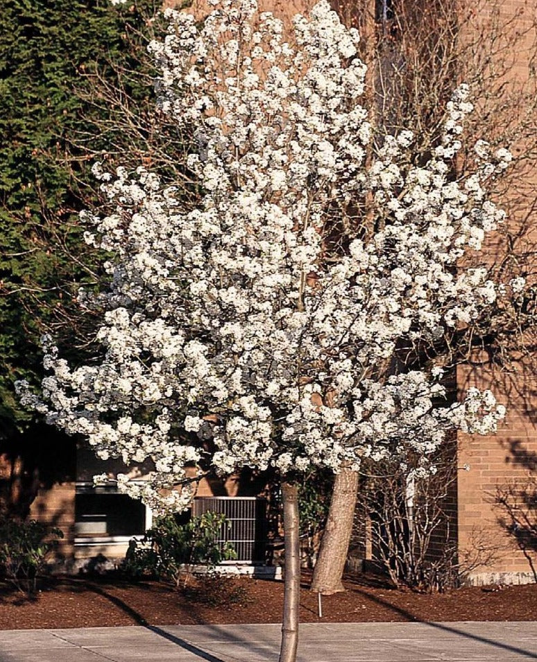 Cleveland Pear Tree