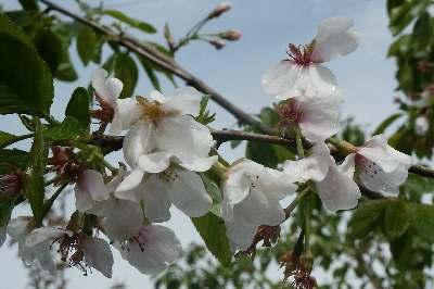 Prunus Yoshino Cherry
