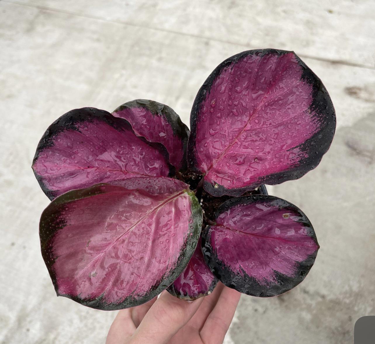 Calathea Purple Rose 4