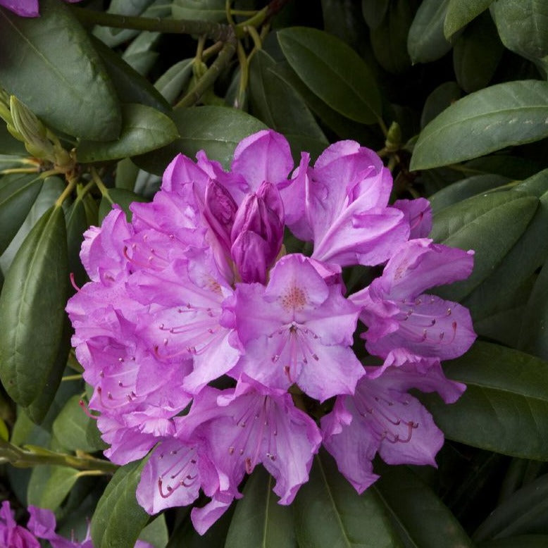 Rhododendron English Roseum 3