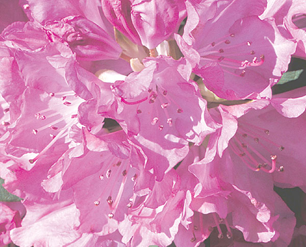 Rhododendron Roseum Pink 3 Gallon