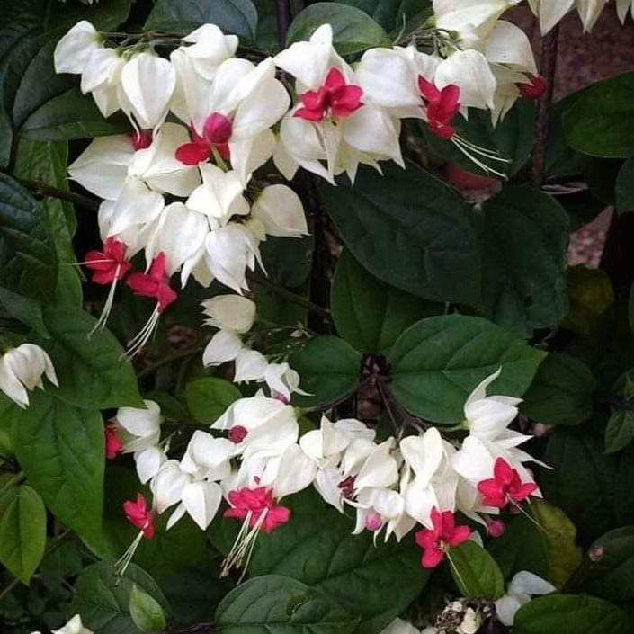 Clerodendrum HB 10