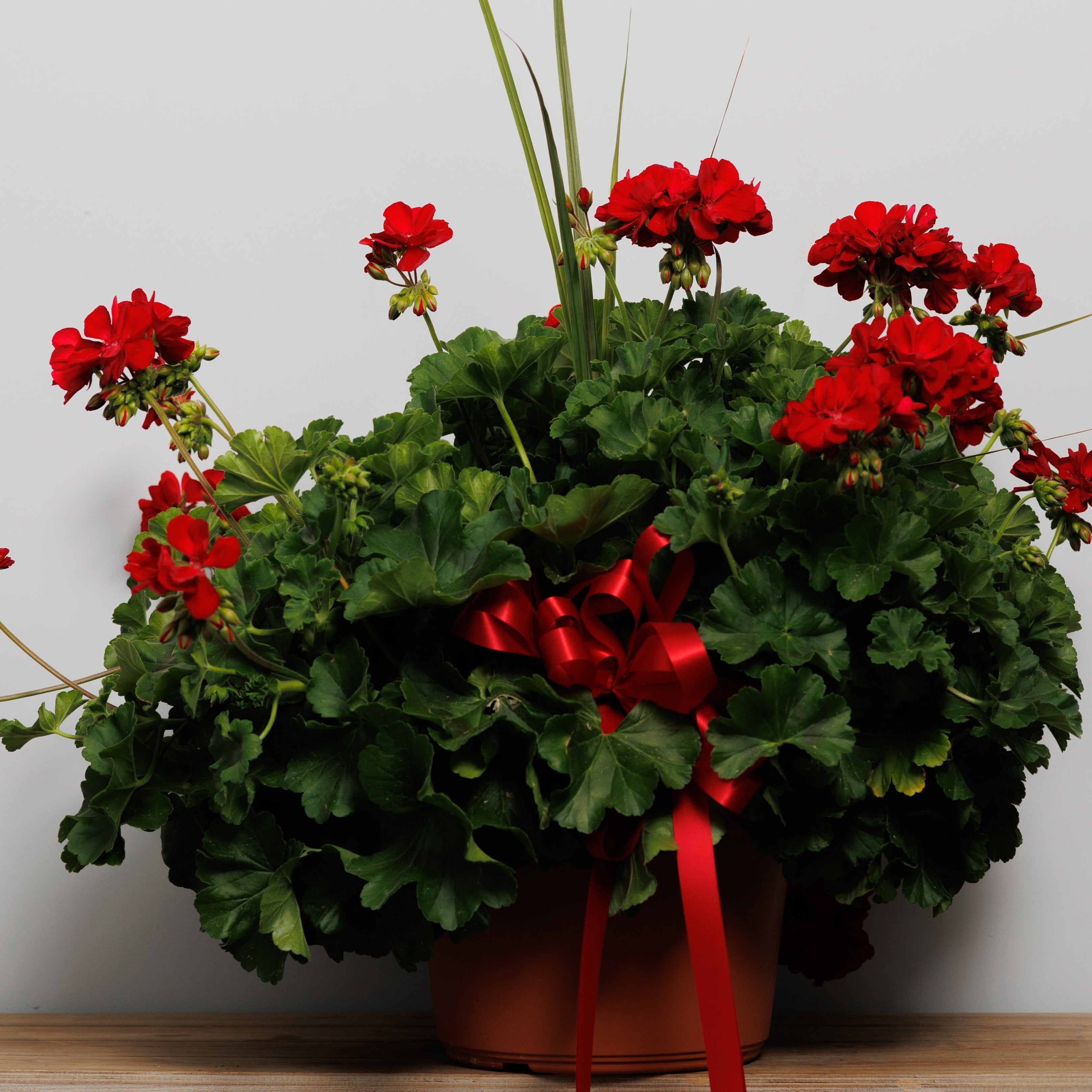 A red geranium tub.
