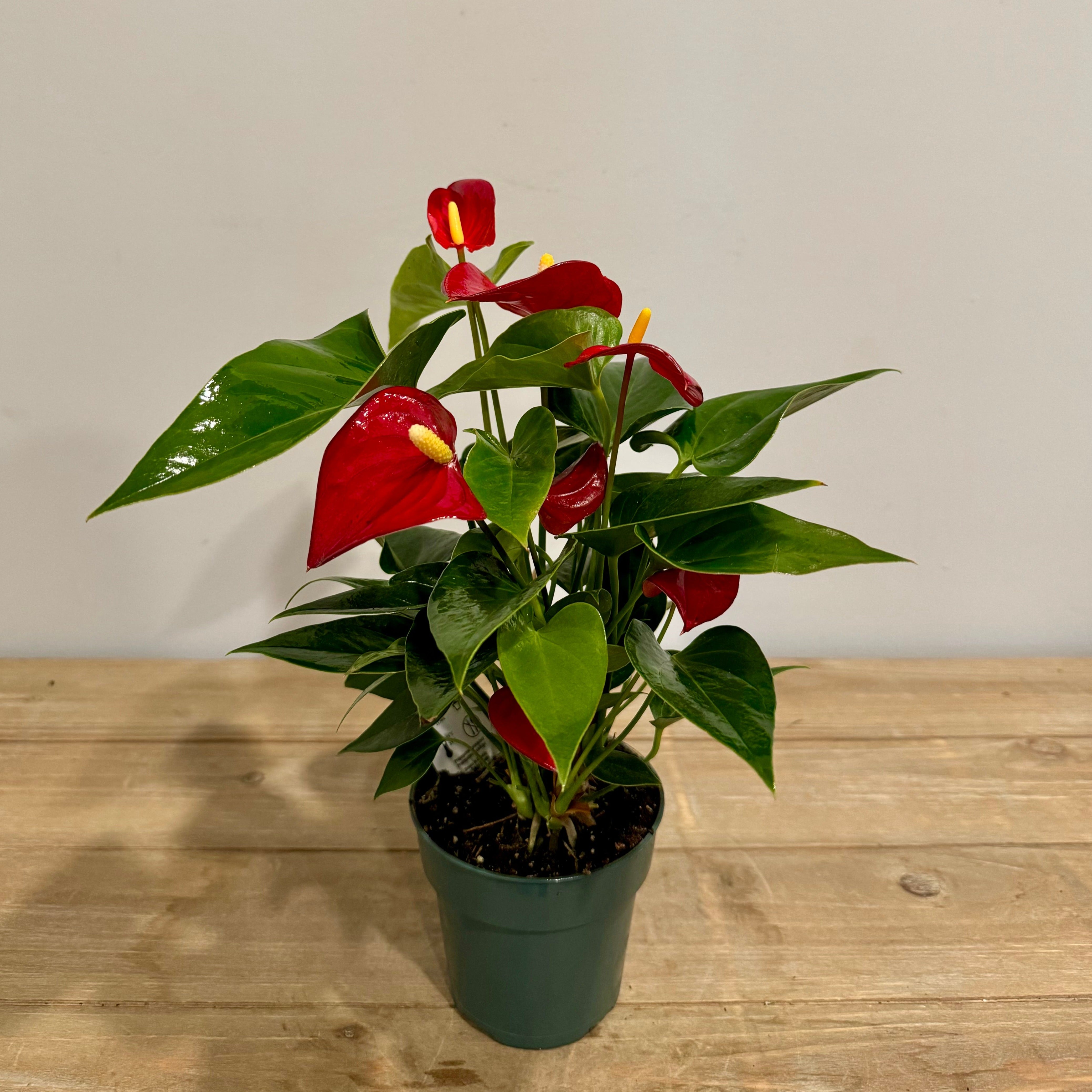Tropical Blooming Anthurium
