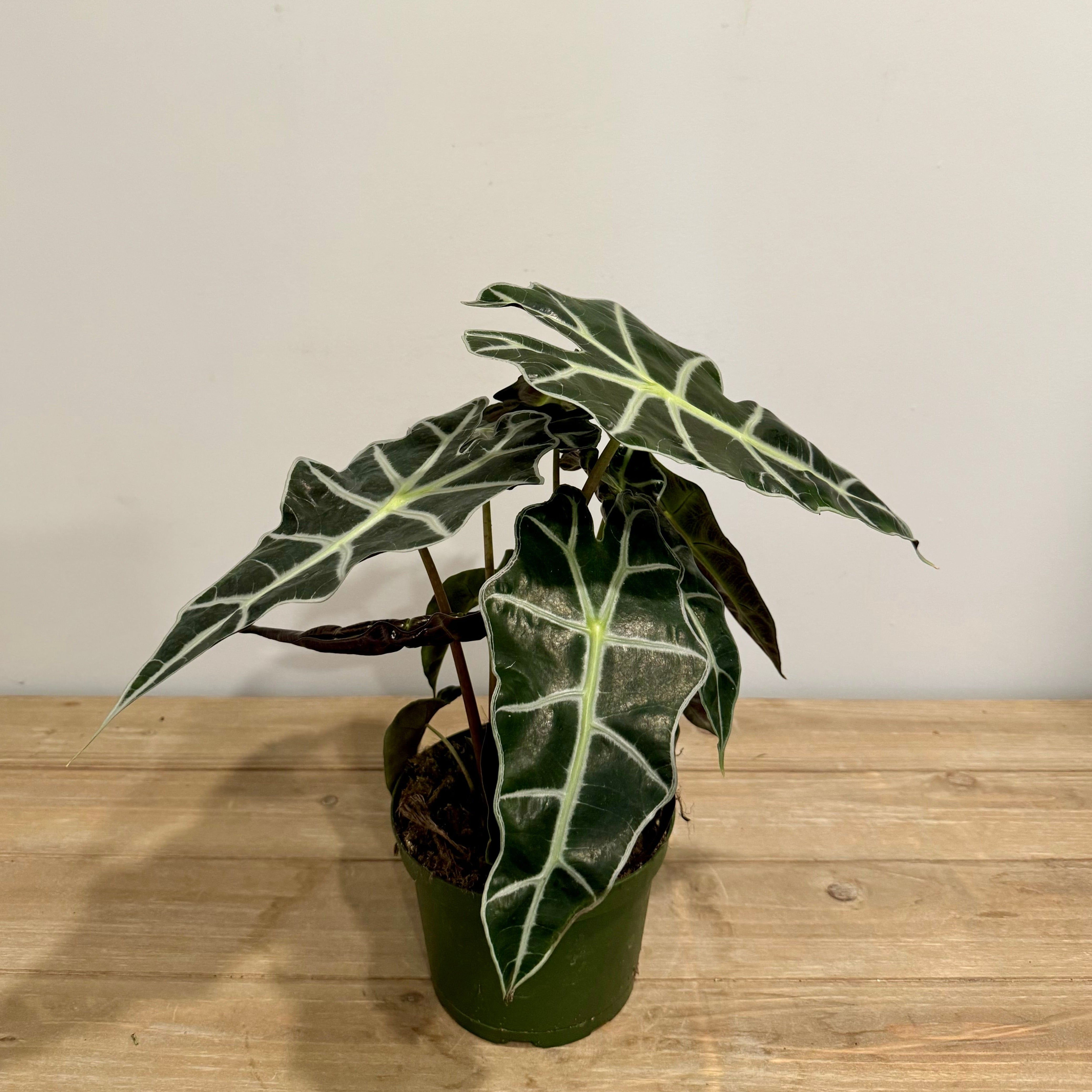 Alocasia Polly or African Mask Houseplant