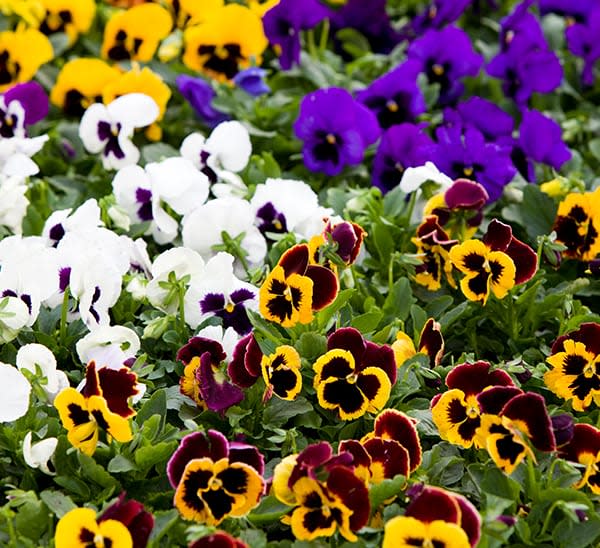 Pansy Assorted