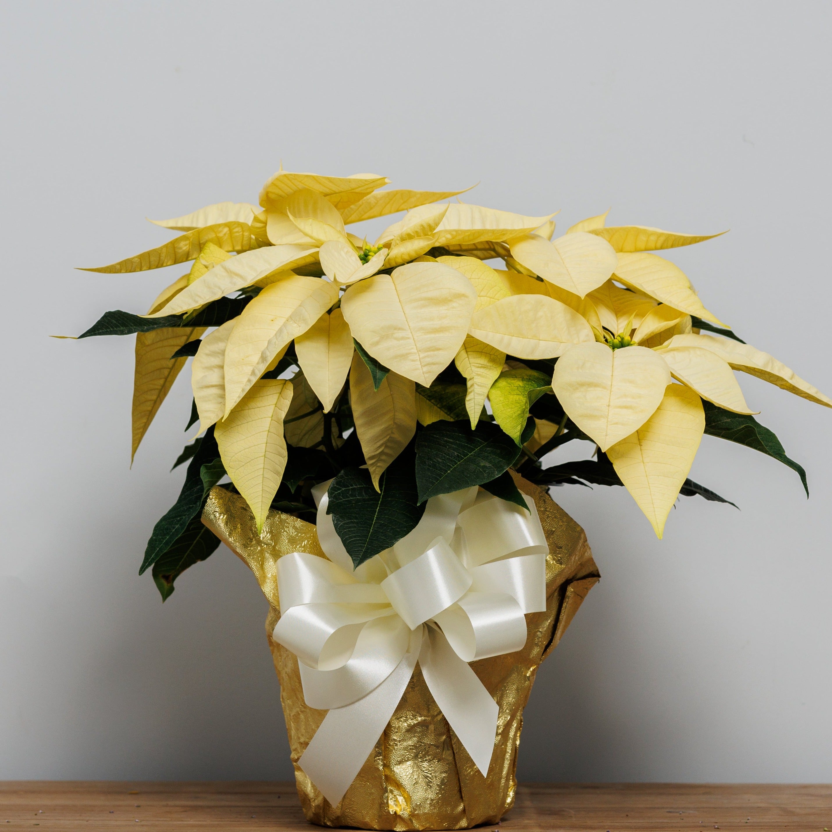 A white poinsettia wrapped in gold foil with a white bow.