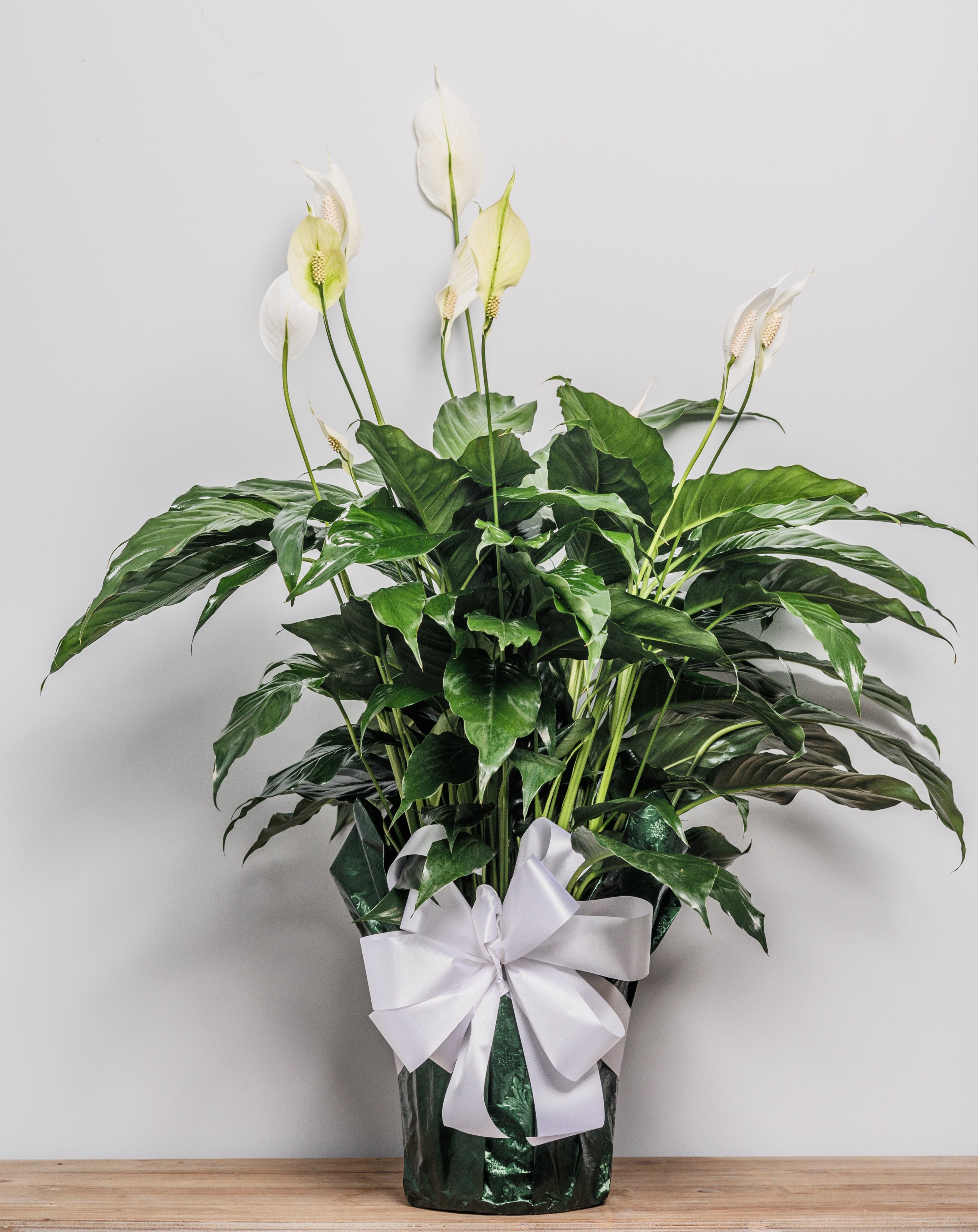 A peace lily plant (spathiphyllum) wrapped in foil with a bow.