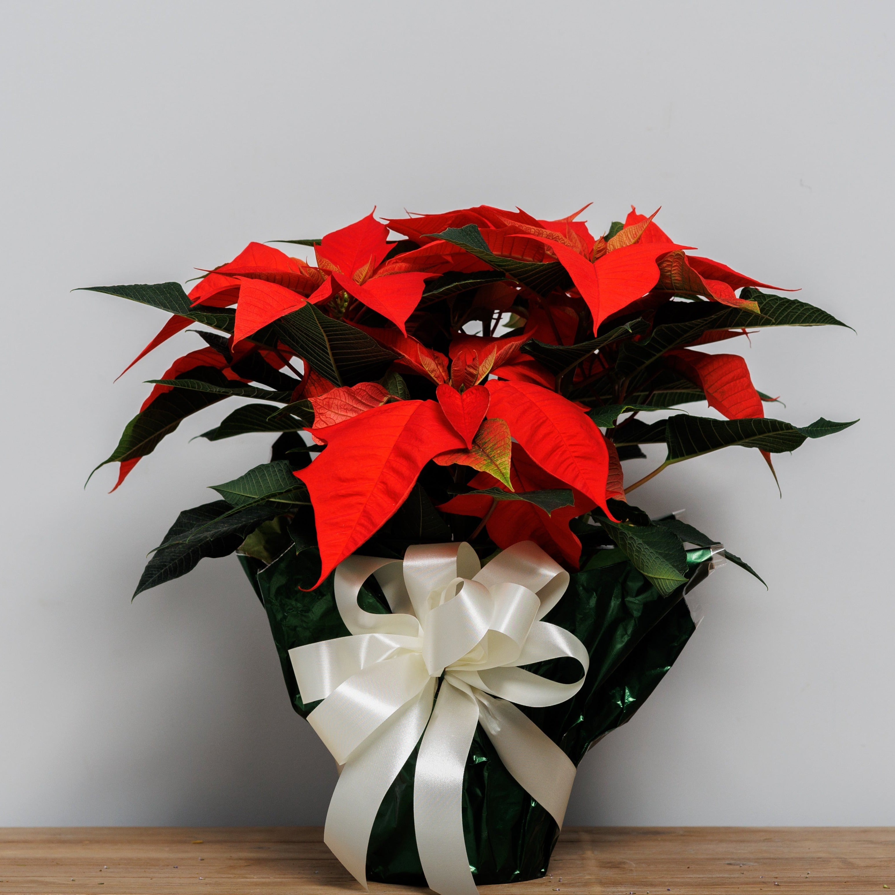 An orange poinsettia wrapped in green foil with a white bow.