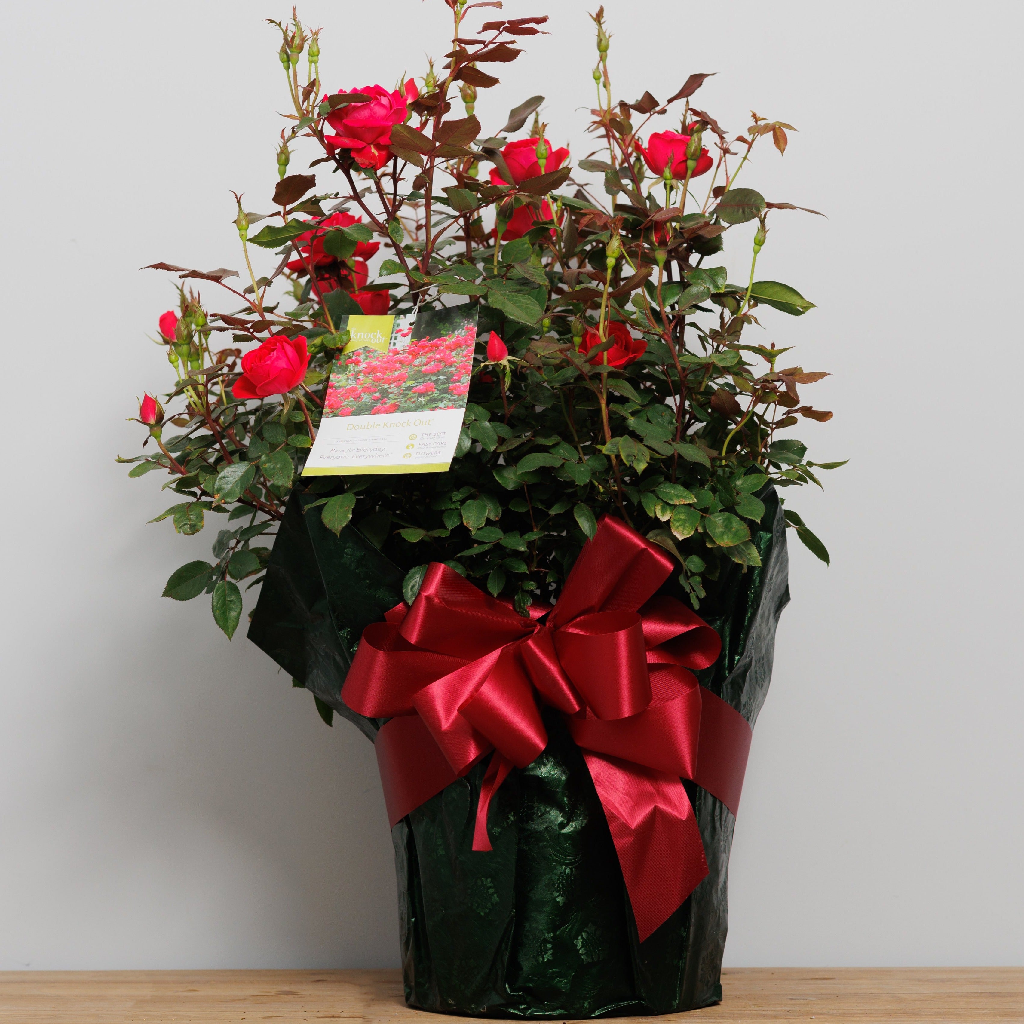 A knock out rose bush gift wrapped.