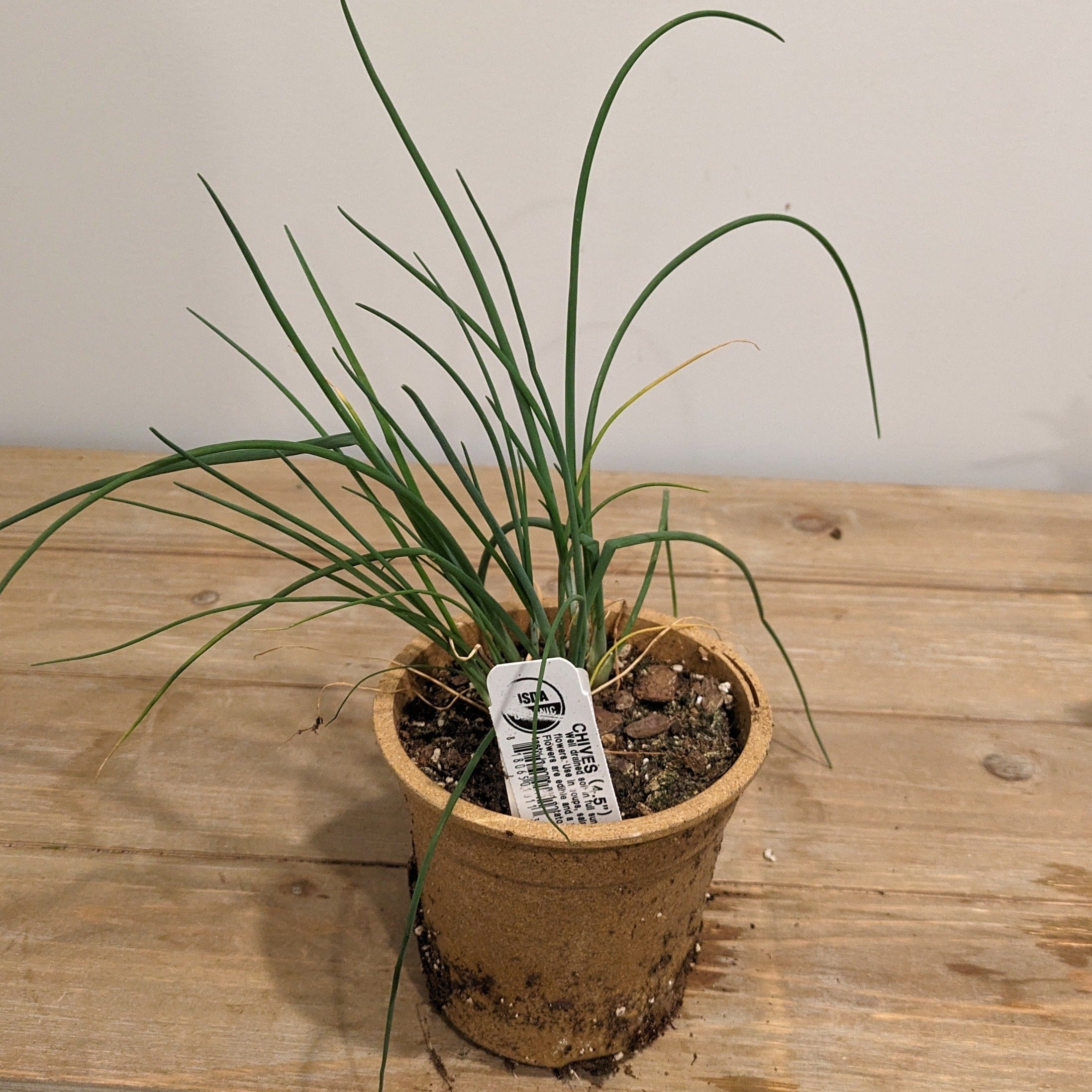 Onion Chives 4.5
