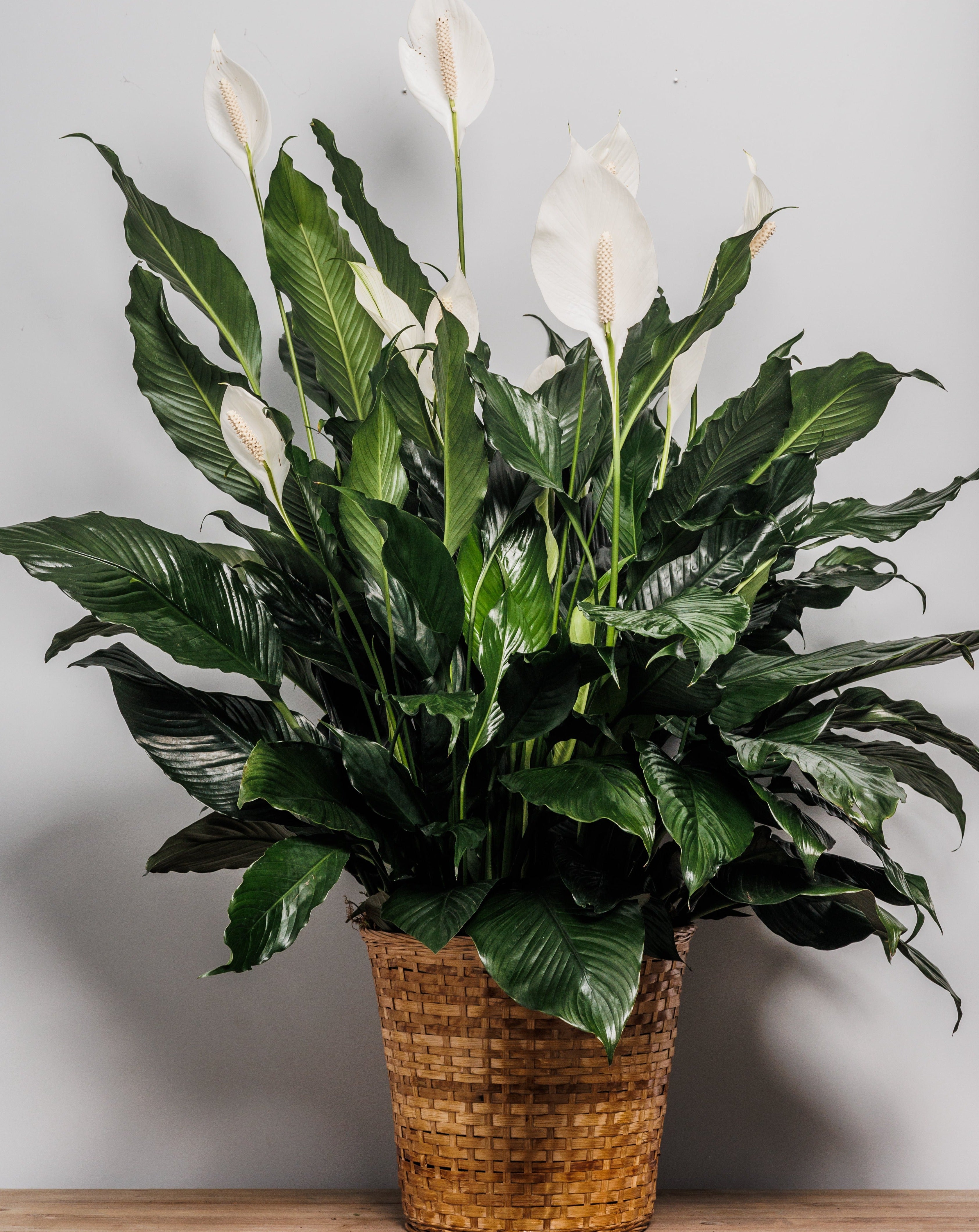 A peace lily in a basket.