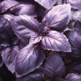Basil Red Rubin (Purple) 4.5