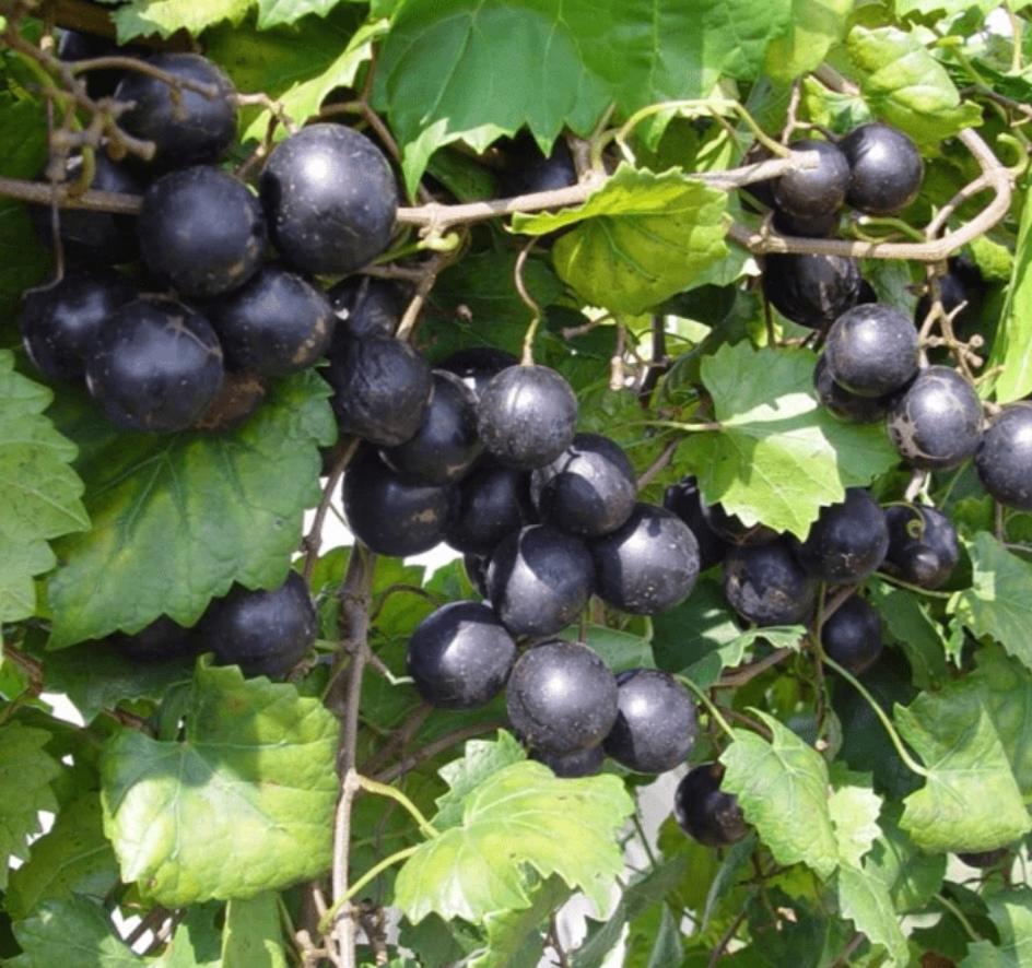 Grape Muscadine Nesbitt Black 1 Gallon