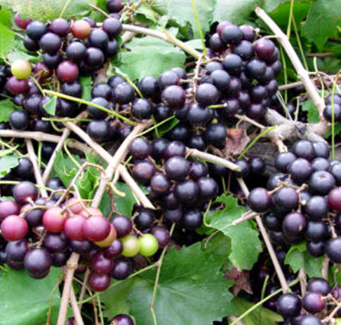 Grape Muscadine Noble Black 1 Gallon
