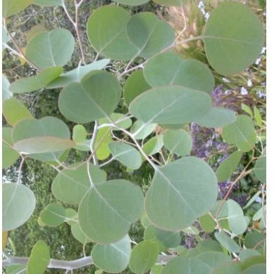 Eucalyptus polyanthemos 1