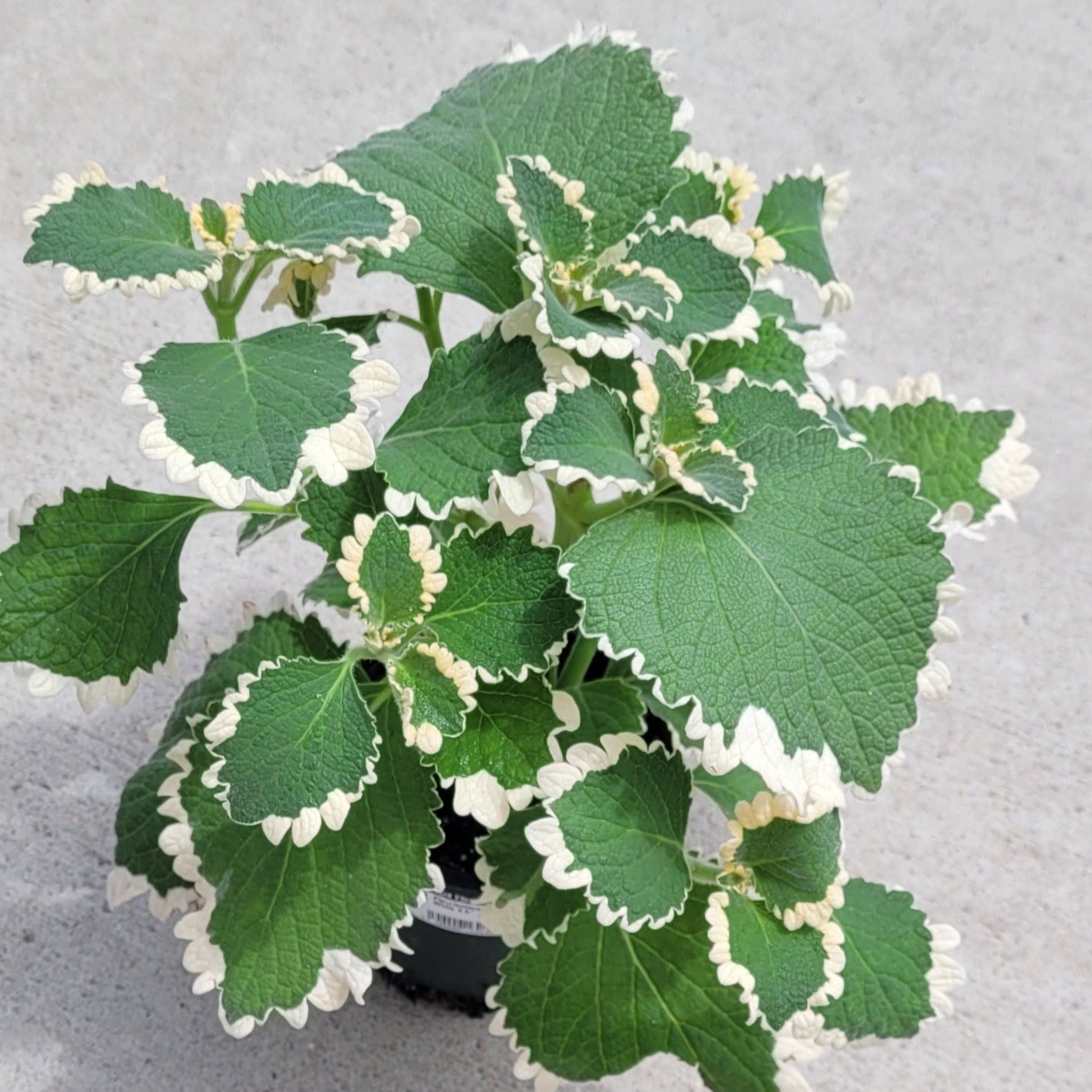 upright variegated plectranthus