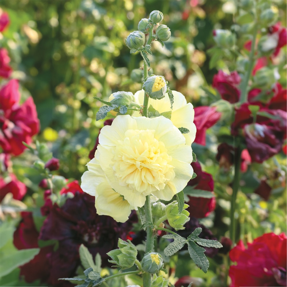 Alcea Chater's Yellow Hollyhock 1 Gal