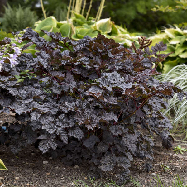 Attractive chocolate foliage with purple feathery flower spikes