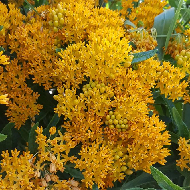 Asclepias t. Hello Yellow Butterflyweed 1 Gal