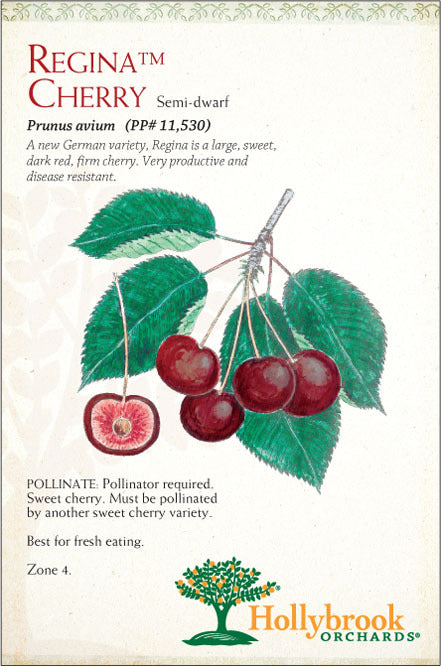 Cherry Regina Semidwarf 7 Gallon