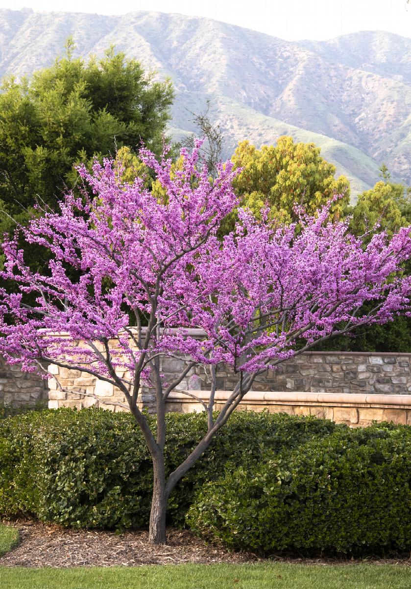 Cercis canadensis Forest Pansy Redbud