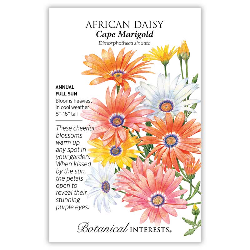 African Daisy Cape Marigold seed packet.