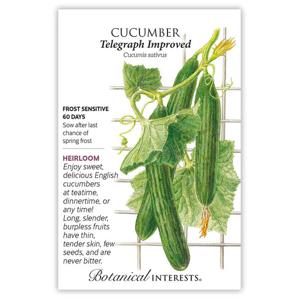 BI Seed, Cucumber English Telegraph
