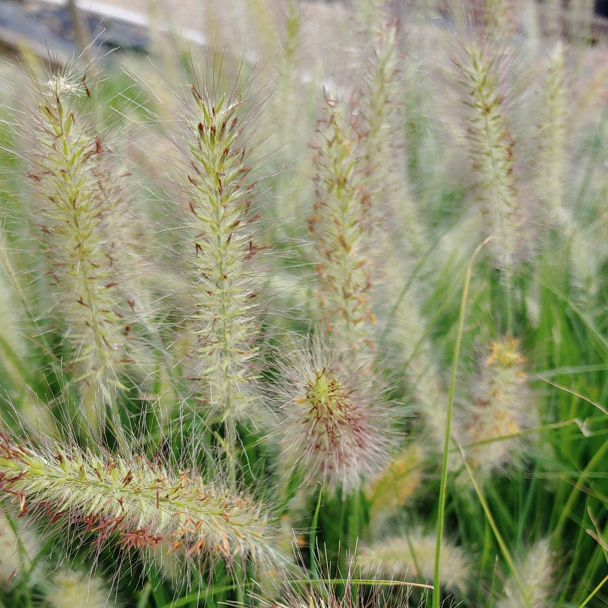 Pennisetum Cassian Grass 1 Gal Boulevard Flower Gardens 