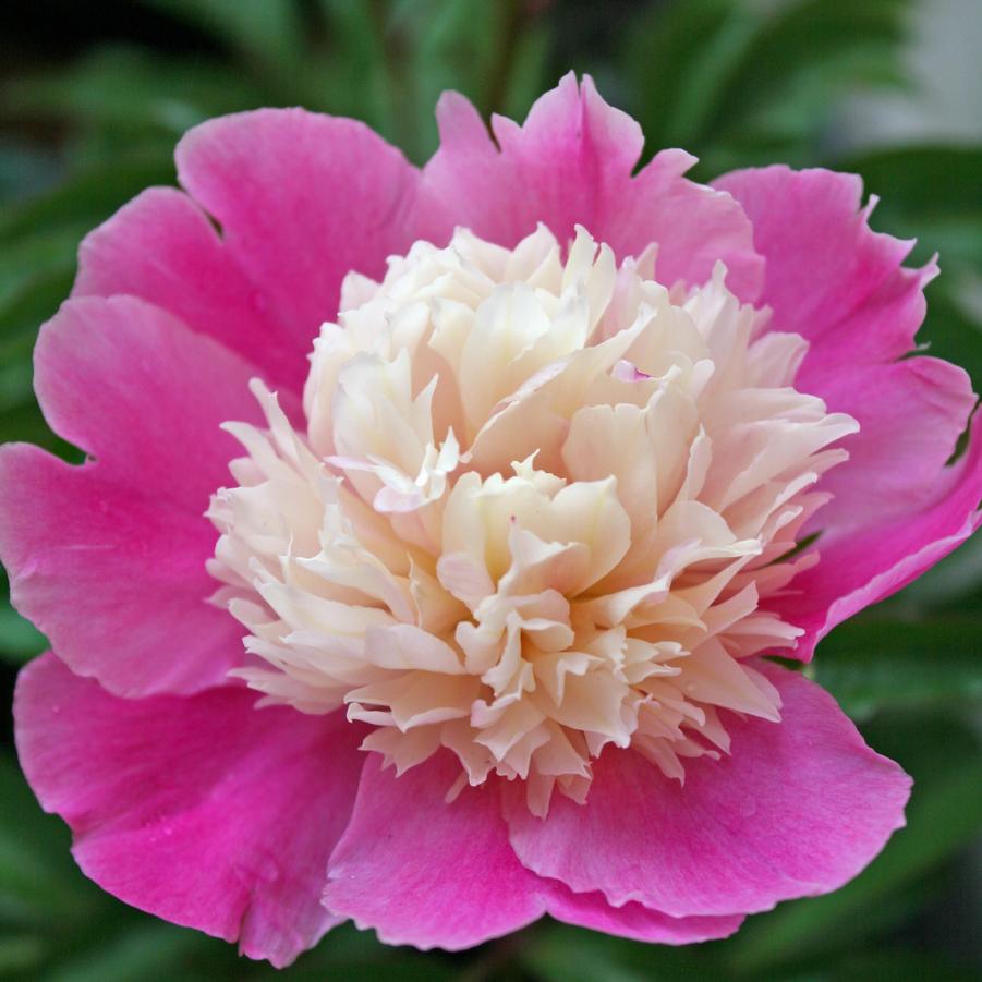 Peony