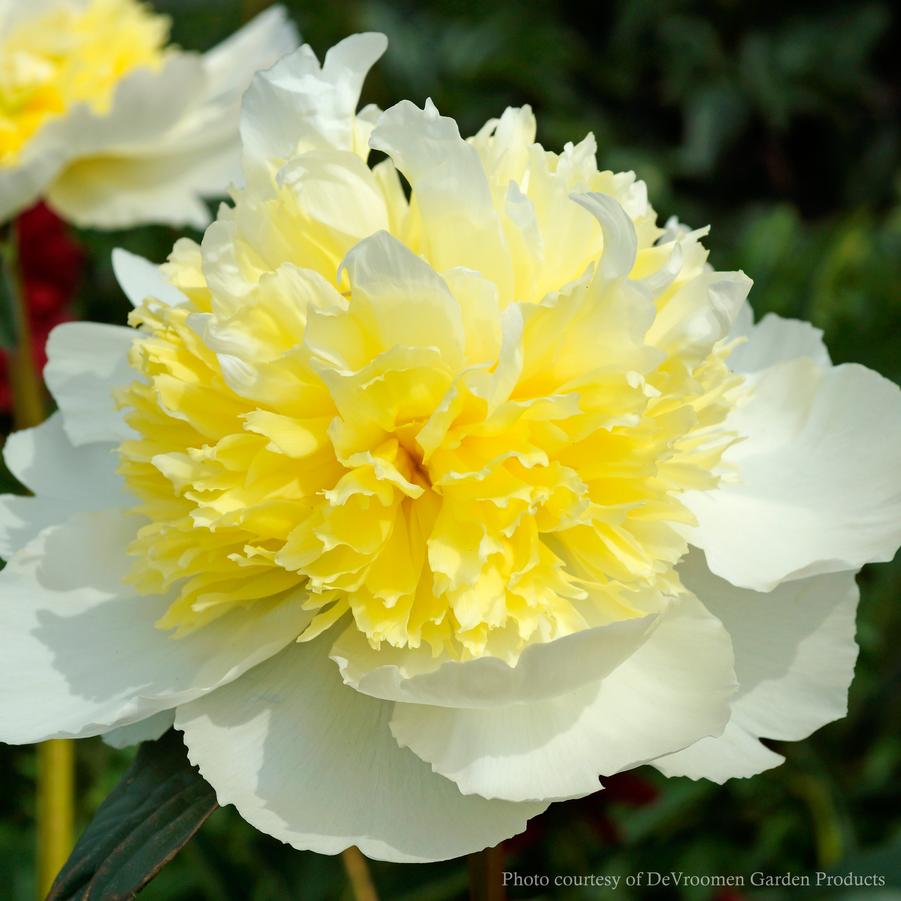 Peony