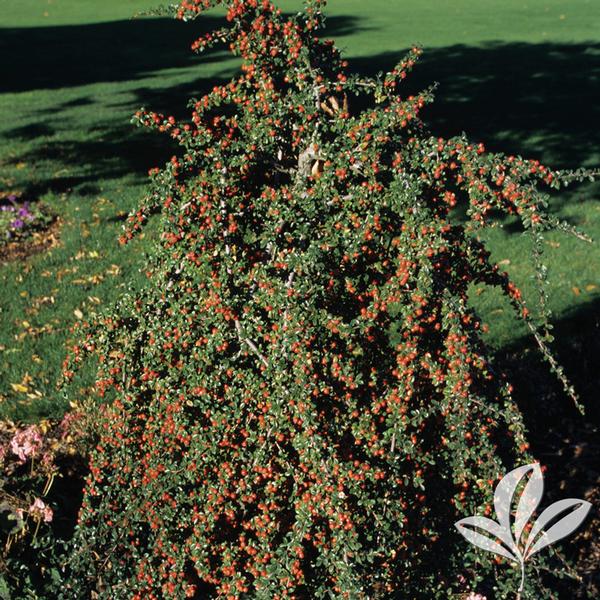 Cotoneaster Coral Beauty 1