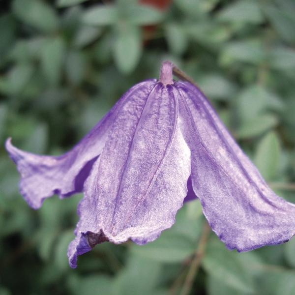 Clematis 1 Gal